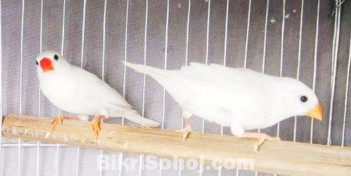 White zebrafinch